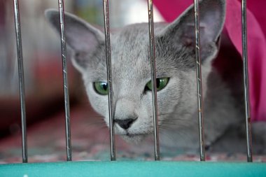 Cute cat close up portrait detail inside the cage