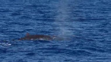 Derin mavi denize dalarken spermbalina kuyruğu 