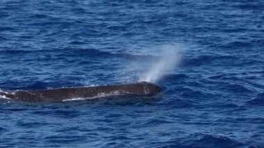 Mavi deniz yüzeyinde nefes alan spermbalina Akdeniz liguru denizinde yavaş çekim