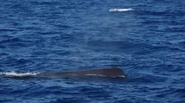 Mavi deniz yüzeyinde nefes alan spermbalina Akdeniz liguru denizinde yavaş çekim