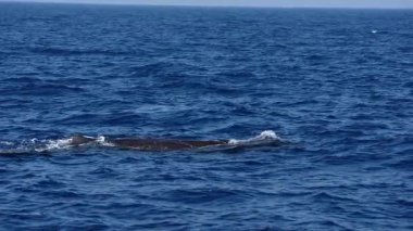 Mavi deniz yüzeyinde nefes alan spermbalina Akdeniz liguru denizinde yavaş çekim