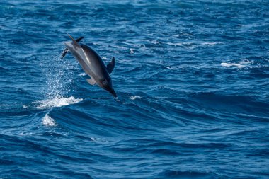 bottlenose dolphins jumping outside the sea out from genoa harbor, mediterranean sea, Liguria Italy, family