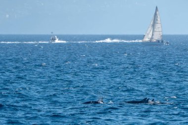 bottlenose dolphins jumping outside the sea out from genoa harbor, mediterranean sea, Liguria Italy, family