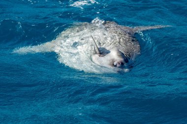 A Detail of eye of a mola mola sunfish on seas surface in mediterranean sea