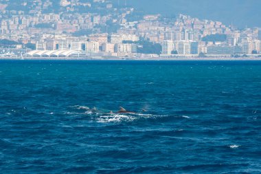 bottlenose dolphins jumping outside the sea out from genoa harbor, mediterranean sea, Liguria Italy, family