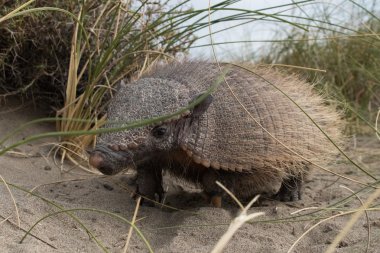 Sud Amerika armadillo portre kadar kapatın