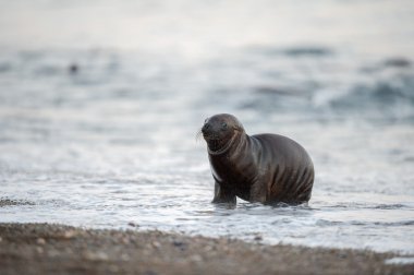 Bebek yeni doğmuş deniz aslanı Patagonya'sahilde