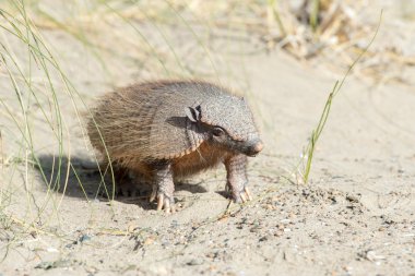 Sud Amerika armadillo portre kadar kapatın