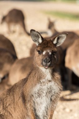 Kangaroos close up portrait while looking at you clipart