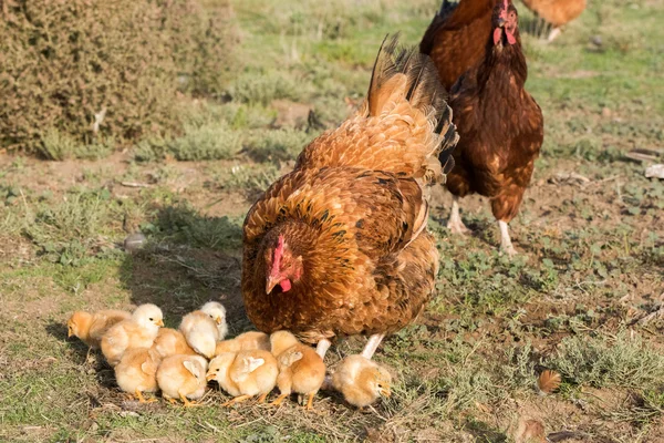 Brooding hen and chicks in a farm — Stock Photo, Image