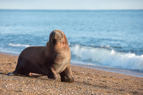 Leão marinho na praia na Patagônia — Fotografia de Stock