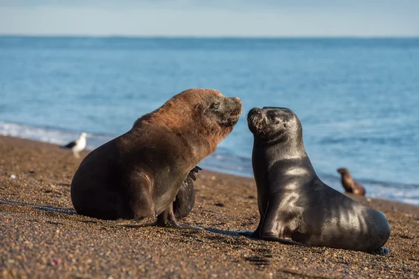 Sea lion on the beach in Patagonia while kissing — Stock Photo, Image