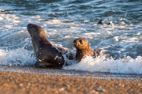 Bebê leão marinho recém-nascido na praia na Patagônia — Fotografia de Stock