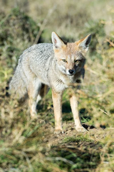 Grey fox hunting on the grass — Stock Photo, Image