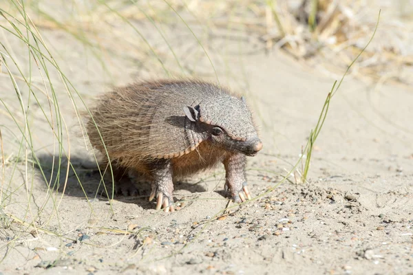 Sud Amerika armadillo portre kadar kapatın