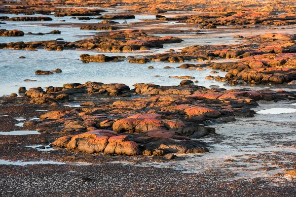 叠层石的黑岩石海滩在鲨鱼湾 — 图库照片