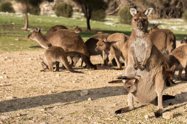 Kangaroo mor och son porträtt — Stockfoto