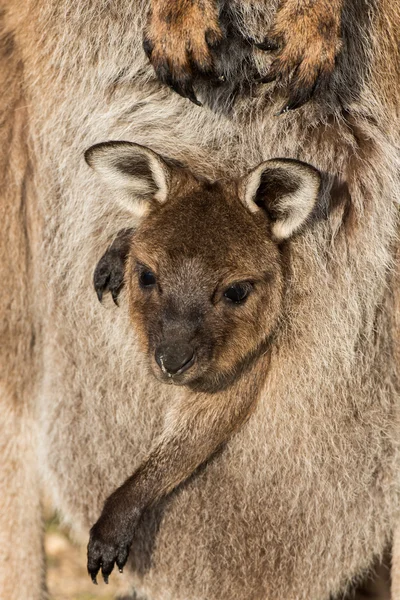 Canguro madre e hijo retrato — Foto de Stock