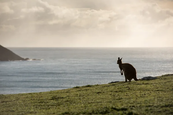 Kangoeroe portret silhouet op groen gras — Stockfoto