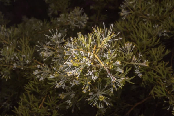 Australia bush flowers flora detail — Stock Photo, Image