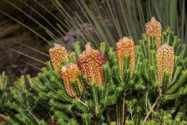 Australia arbusto flora flores detalle banksia flor — Foto de Stock