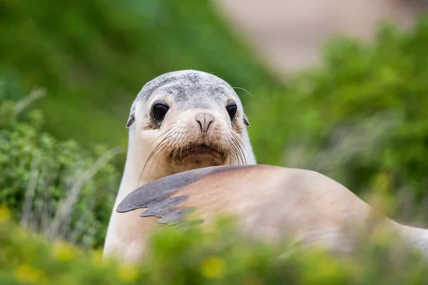Neugeborener australischer Seelöwe auf Buschhintergrund — Stockfoto