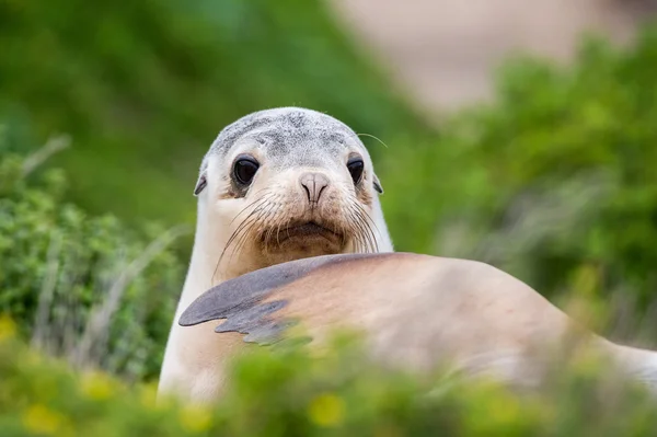 Nyfödda australiskt sjölejon på bush bakgrund — Stockfoto