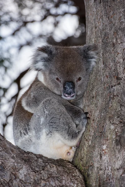 Koala sauvage sur un arbre tout en vous regardant — Photo