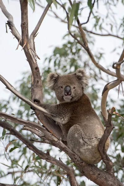 Дика коала на дереві, дивлячись на тебе — стокове фото