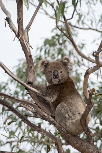 Vilda koala på ett träd medan du tittar på du — Stockfoto