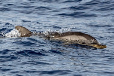 Suyun altından atlayan çizgili yunus.
