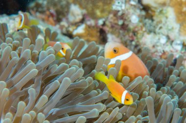 Palyaço balık pembe mor anemone içinde
