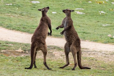 Two Male Kangaroo while fighting clipart