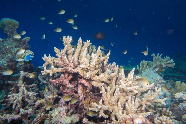 Maldives corals house for Fishes — Stock Photo, Image