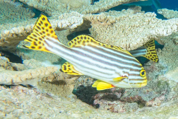 En färgglad sweet lips fisk ser på dig på Maldiverna — Stockfoto