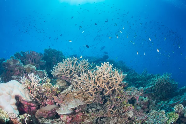 Maldivler mercan house balıklar için — Stok fotoğraf