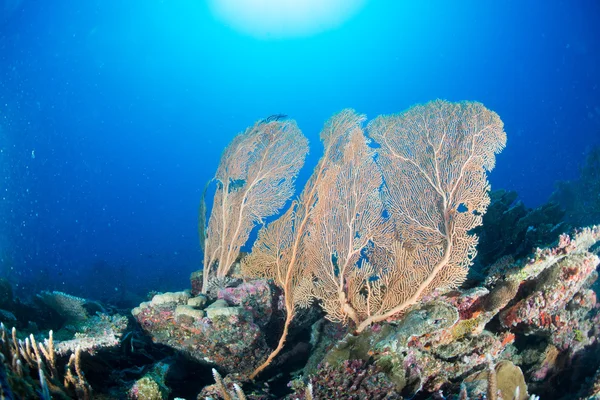 Мальдивские кораллы дом для рыб — стоковое фото