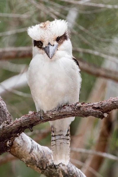 Αυστραλία Kookaburra γέλιο πορτραίτο πουλί — Φωτογραφία Αρχείου