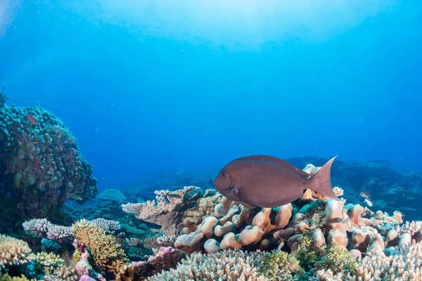 Malediven Korallenhaus für Fische — Stockfoto