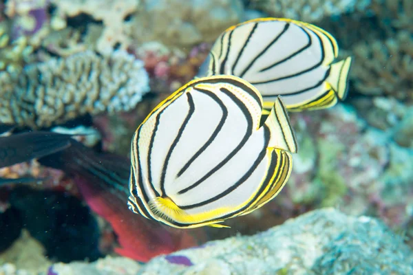 Angel fish couple on the reef — Stock Photo, Image