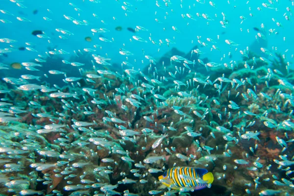 Peces de vidrio bola de cebo gigante en movimiento bajo el agua —  Fotos de Stock