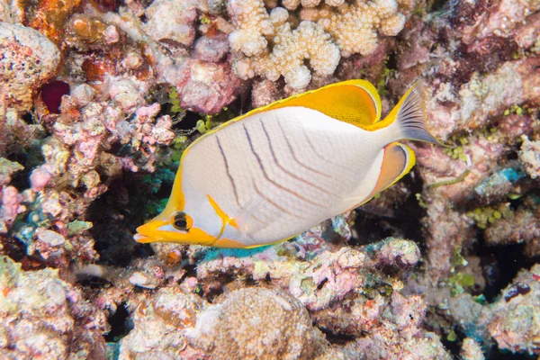 Pesce angelo sulla barriera corallina — Foto Stock