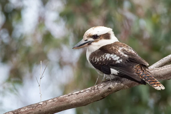 Gewone kookaburra Australië lachen vogel portret — Stockfoto