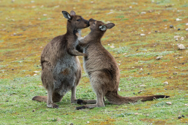 Mother Kangaroo while kissing its baby