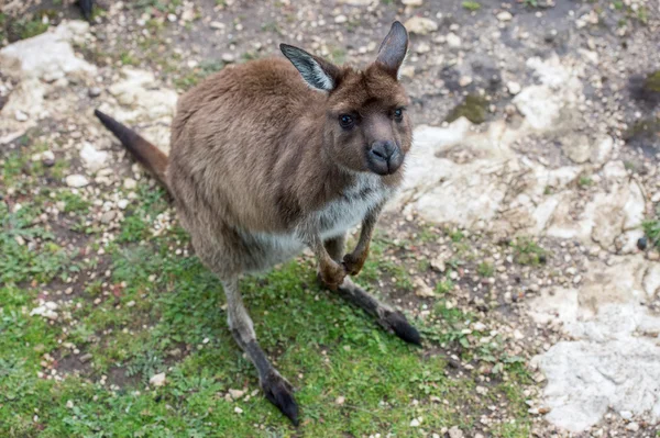 Kangaroo stående medan du tittar på du — Stockfoto