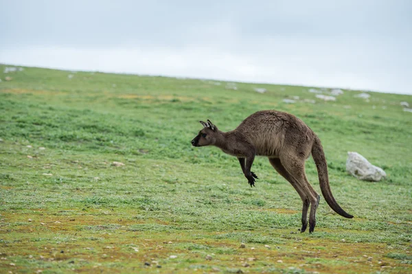 Kangaroo portrait while jumping on grass — Stock Photo, Image