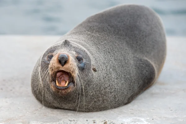 Australische Pelzrobbe Nahaufnahme Porträt beim Knurren — Stockfoto