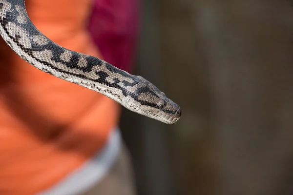Python snake portrait hanging from man — Stock Photo, Image