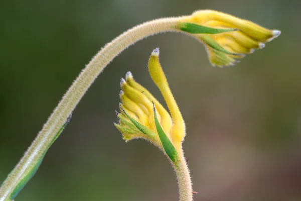 Κίτρινο λουλούδι καγκουρό Pow Δυτική Αυστραλία — Φωτογραφία Αρχείου