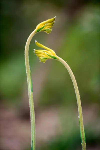 Yellow Kangaroo Pow flower West Australia — Stock Photo, Image